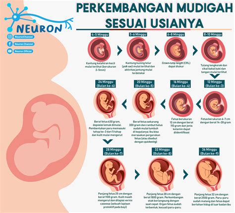 gambar bayi aborsi usia 1 bulan  Pada awal masa kehamilan, payudara tampak bengkak, sekaligus sensitif dan nyeri saat disentuh